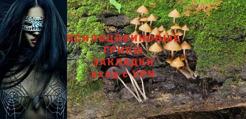 Галлюциногенные грибы Psilocybe  Гаврилов-Ям 